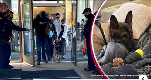 Polizeihund mit einer Überlebenschance von 60% wurde aus dem Krankenhaus entlassen